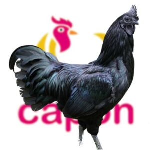 Kadaknath Chicken  ( कड़कनाथ मुर्गा )