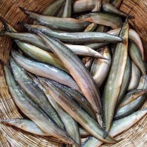 Gaichi Fish