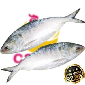 Hilsa Fish ( Ilish )