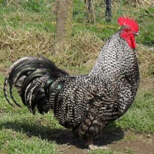 Original Desi Chicken 1Kg+ (American Breed)