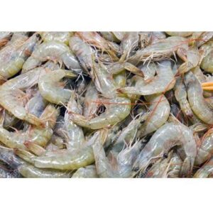 Small Prawns Shrimp (झींगा)